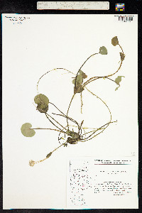 Hydrocharis morsus-ranae image