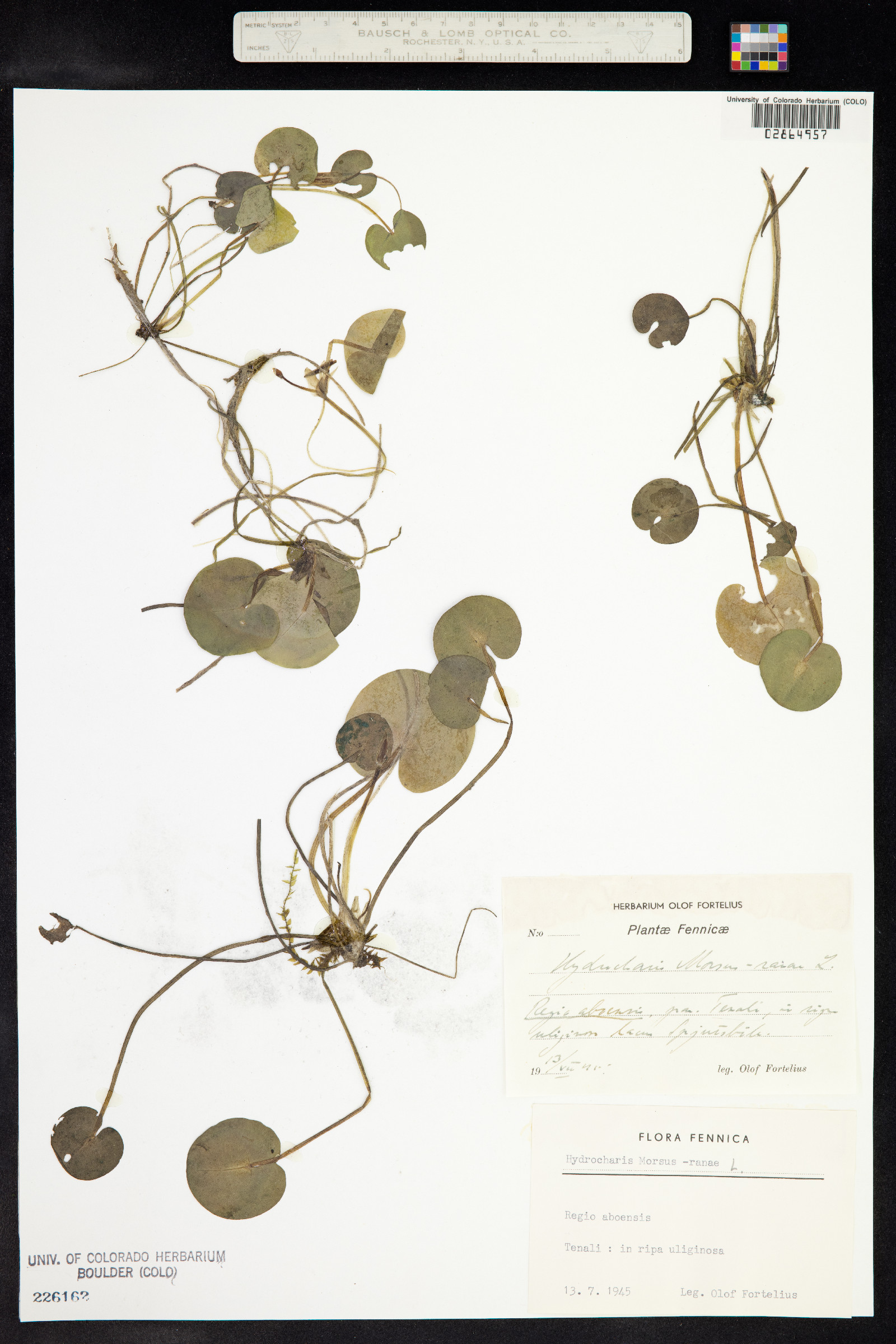 Hydrocharis morsus-ranae image