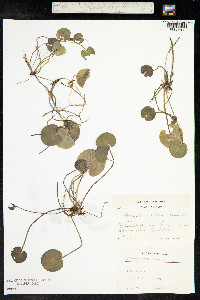 Hydrocharis morsus-ranae image