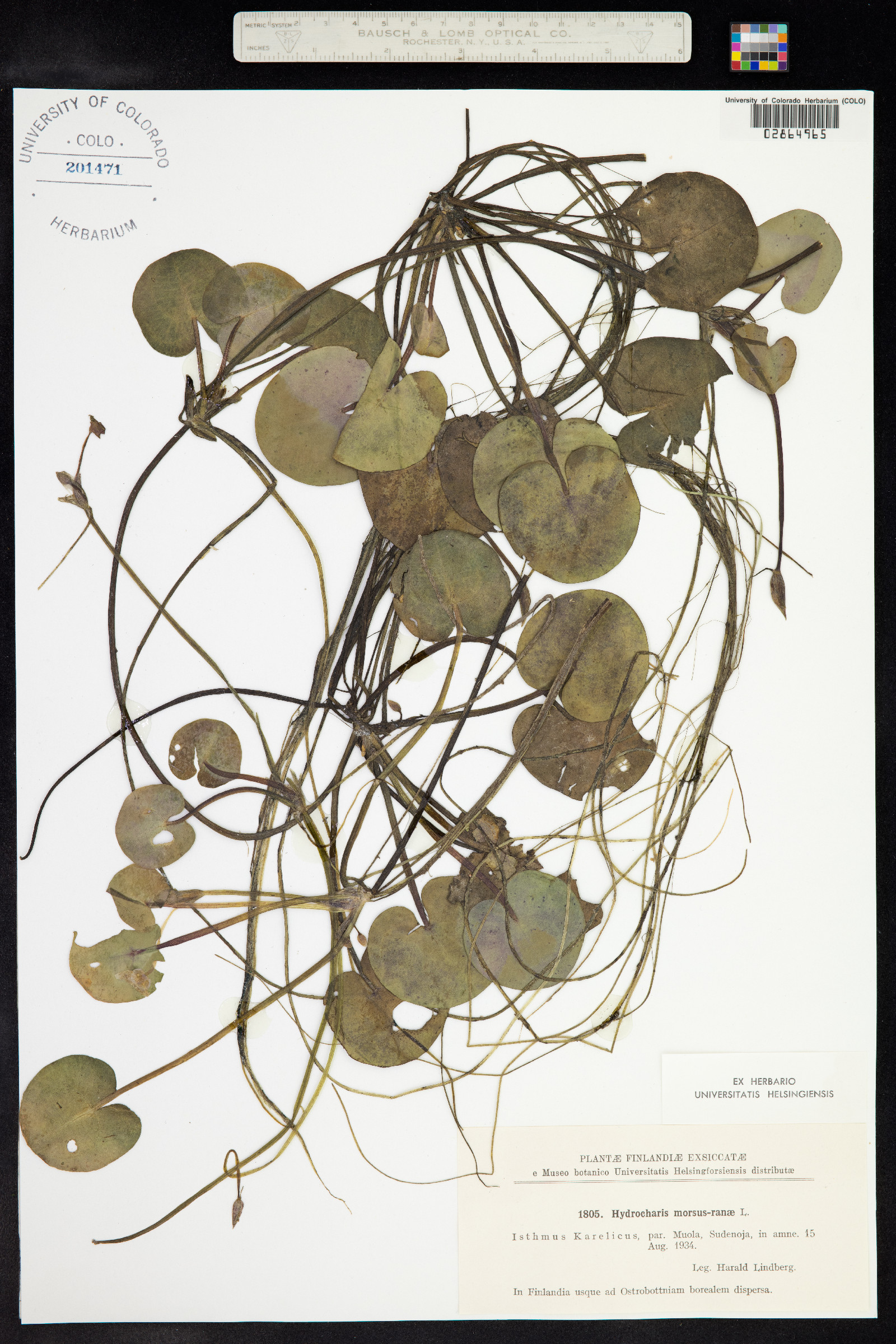 Hydrocharis image
