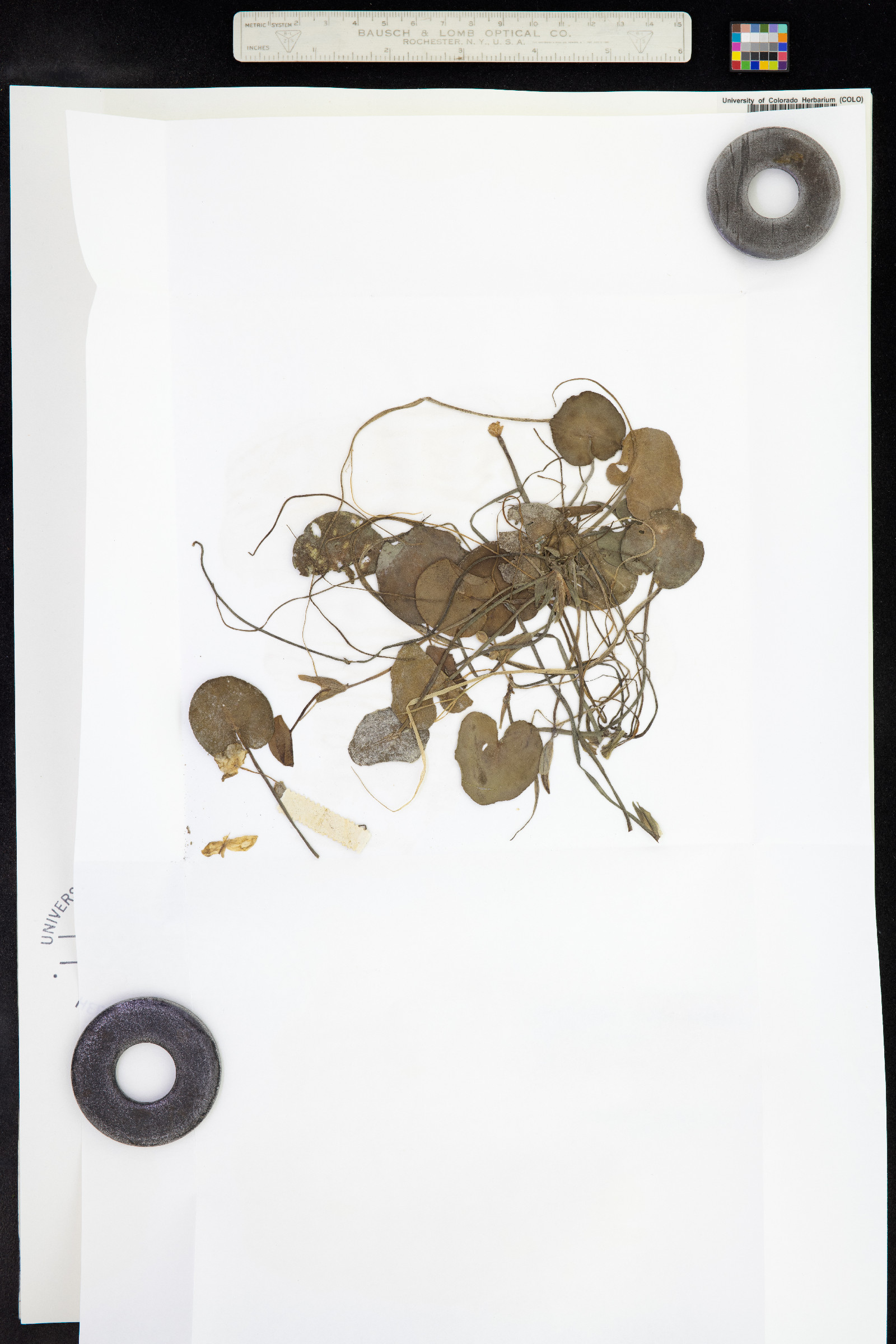 Hydrocharis morsus-ranae image