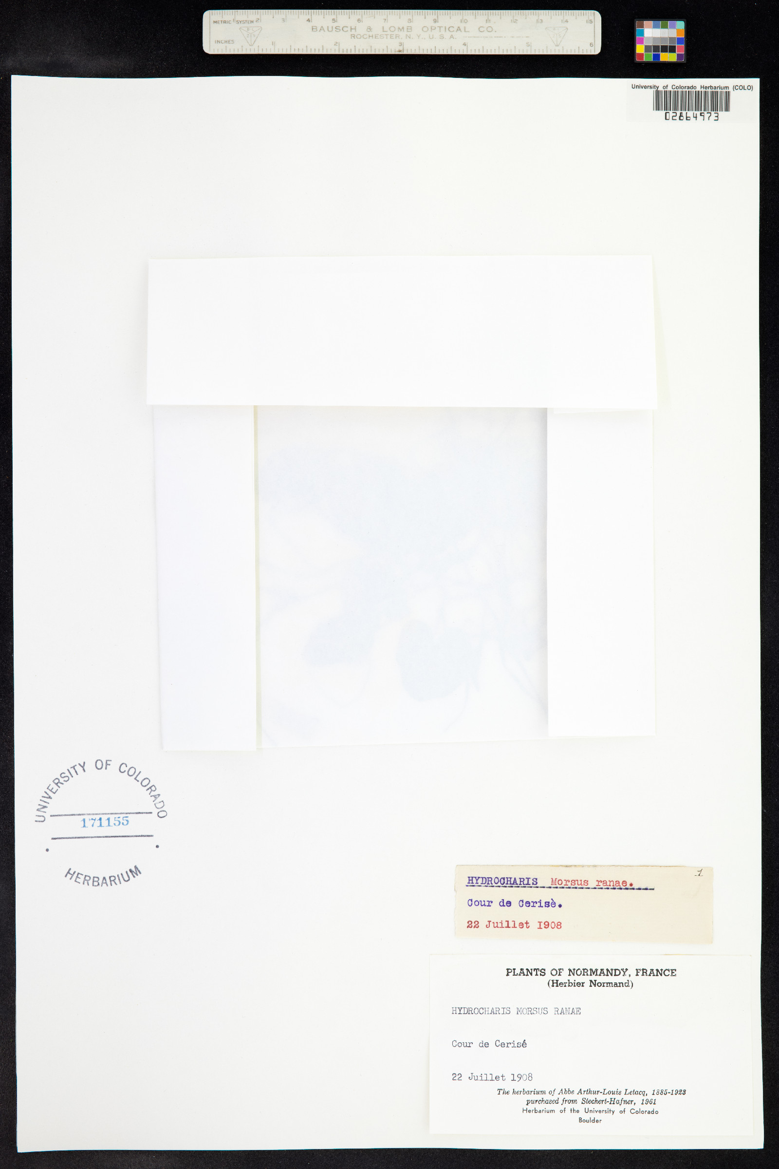 Hydrocharis morsus-ranae image
