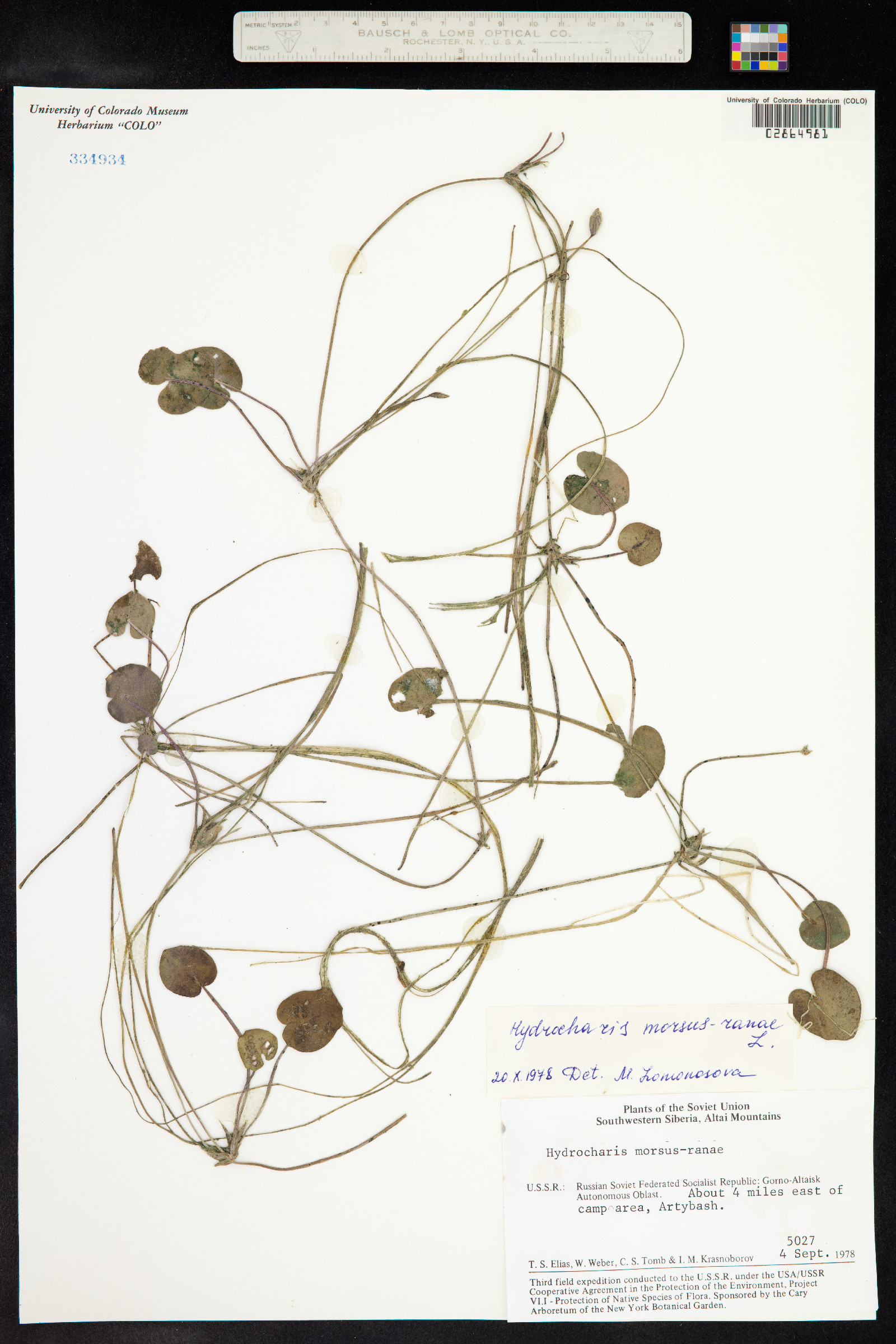 Hydrocharis morsus-ranae image
