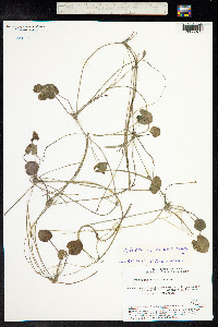 Hydrocharis morsus-ranae image