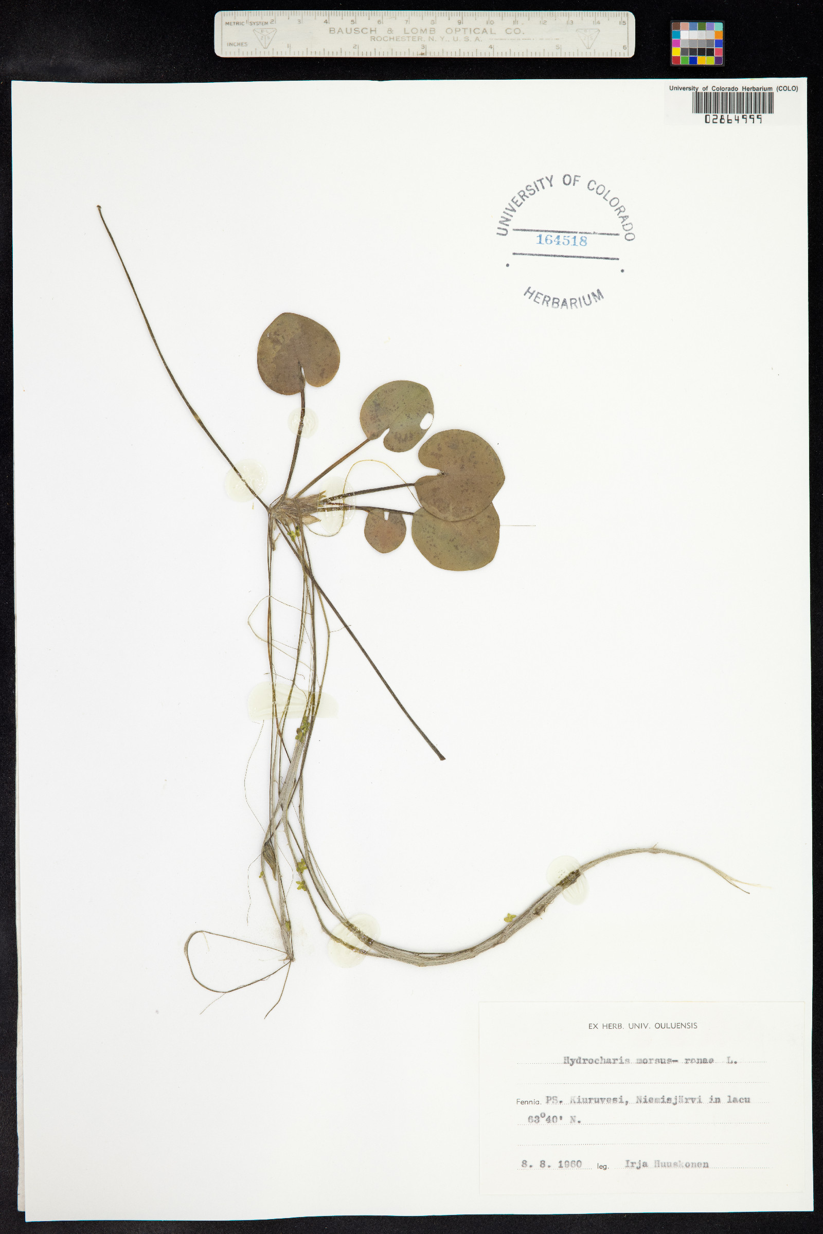 Hydrocharis morsus-ranae image