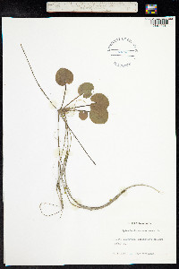 Hydrocharis morsus-ranae image