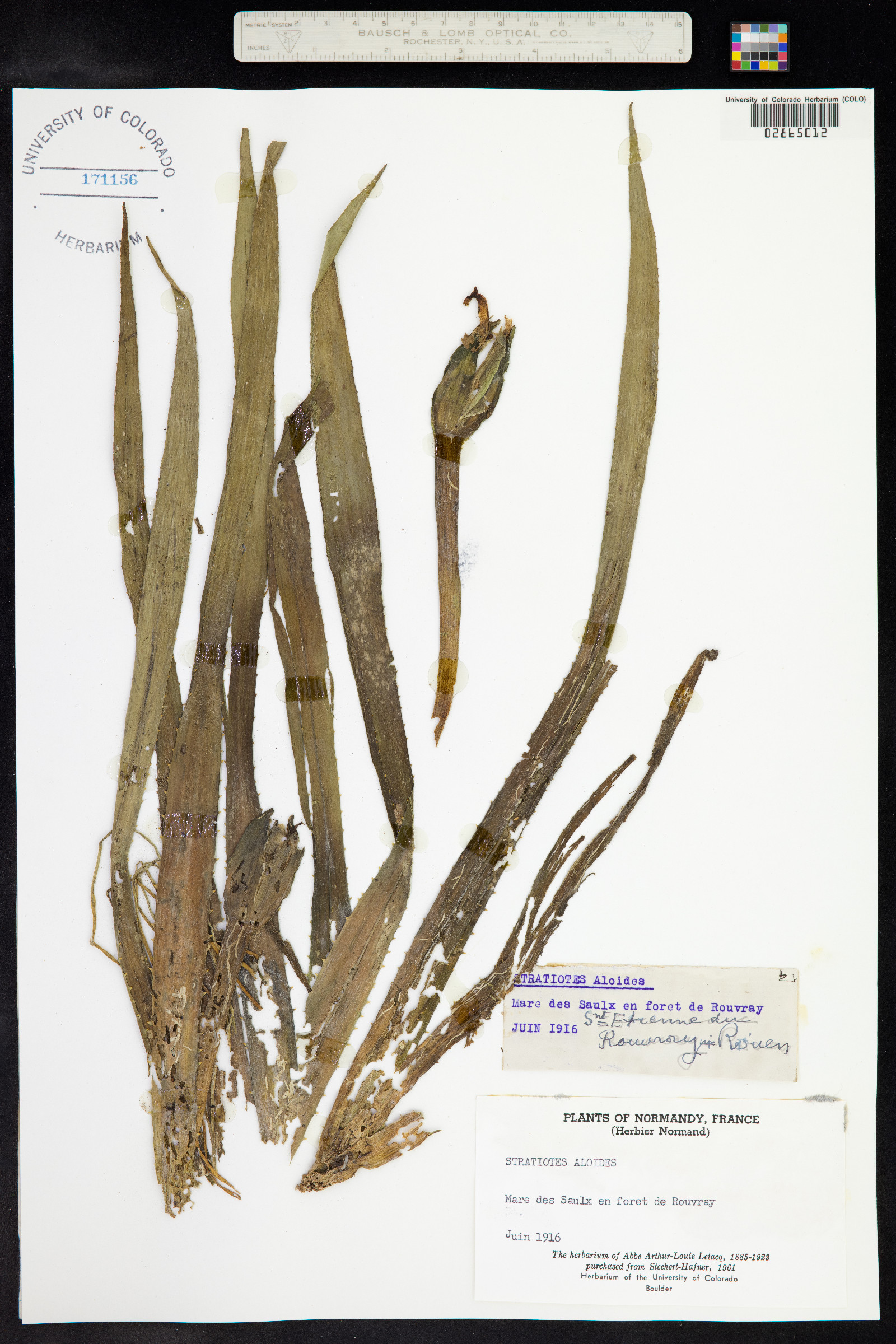 Stratiotes aloides image