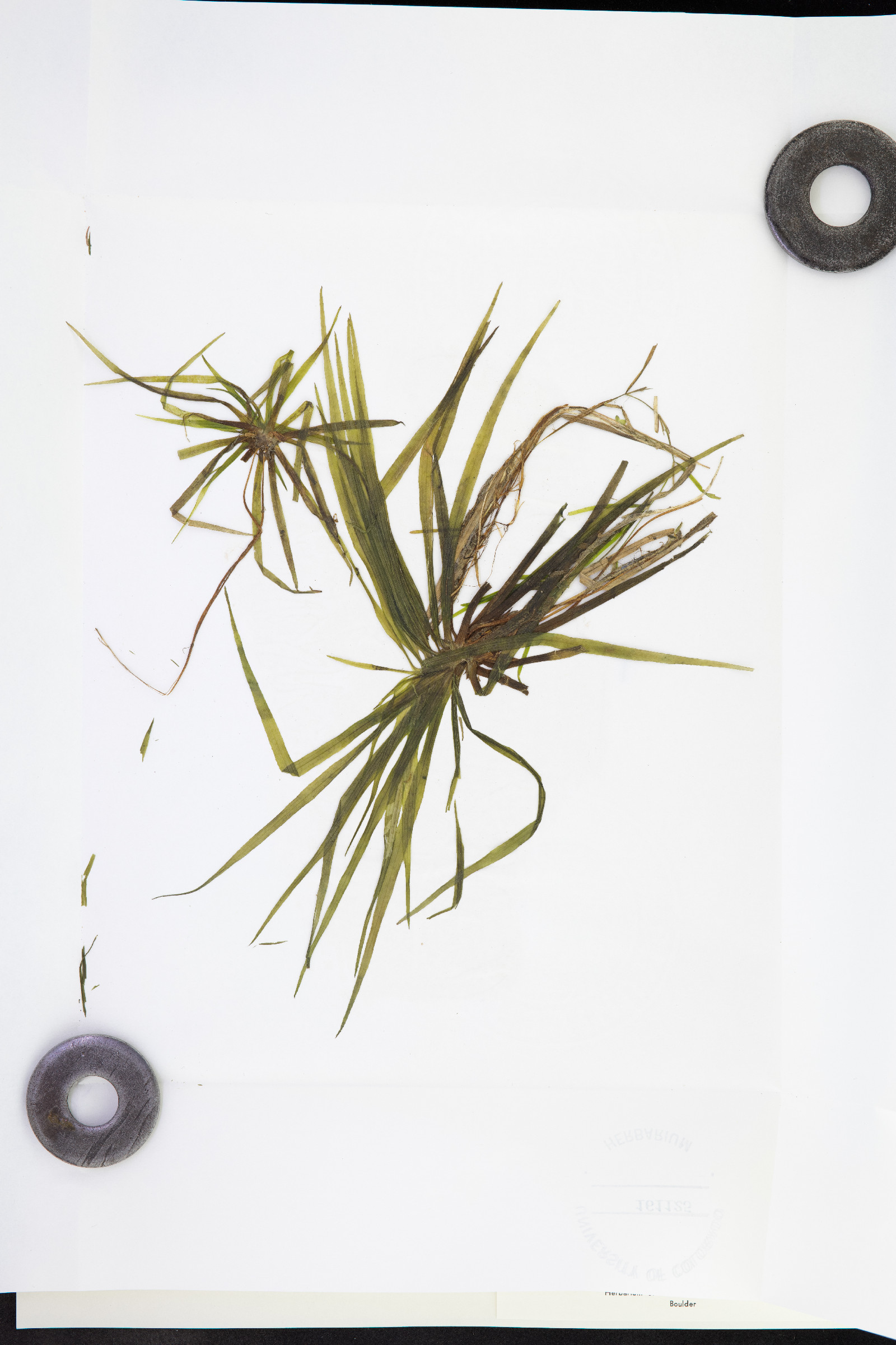 Stratiotes aloides image