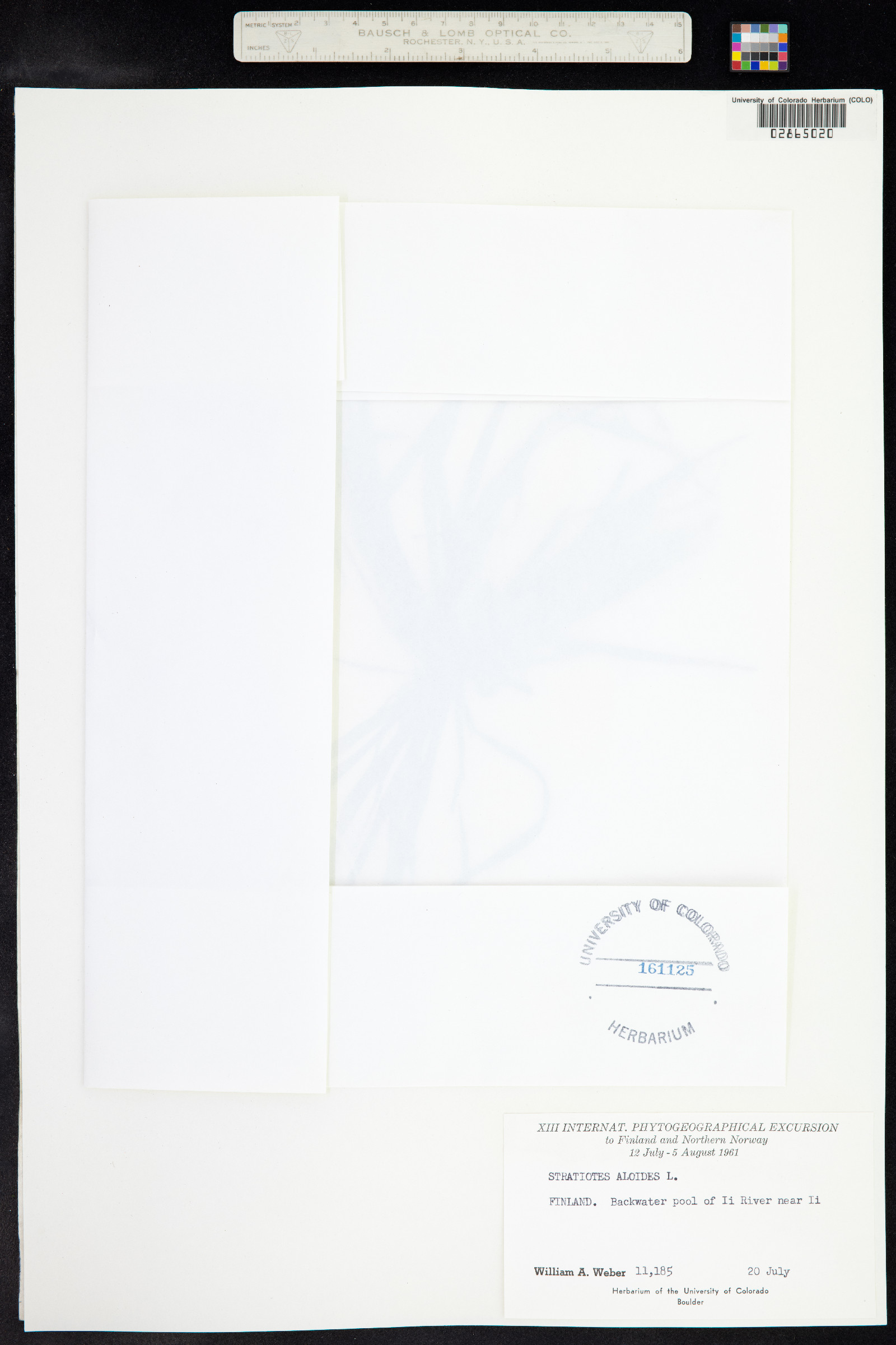 Hydrocharitaceae image