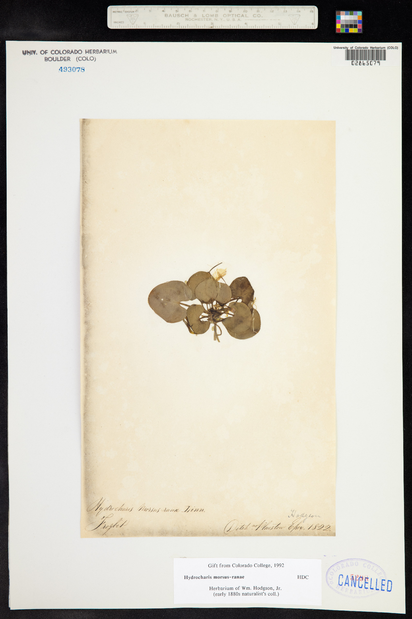 Hydrocharis morsus-ranae image