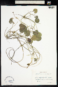 Hydrocharis morsus-ranae image