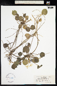 Hydrocharis morsus-ranae image