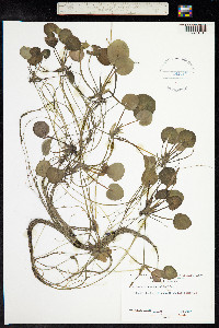 Hydrocharis morsus-ranae image