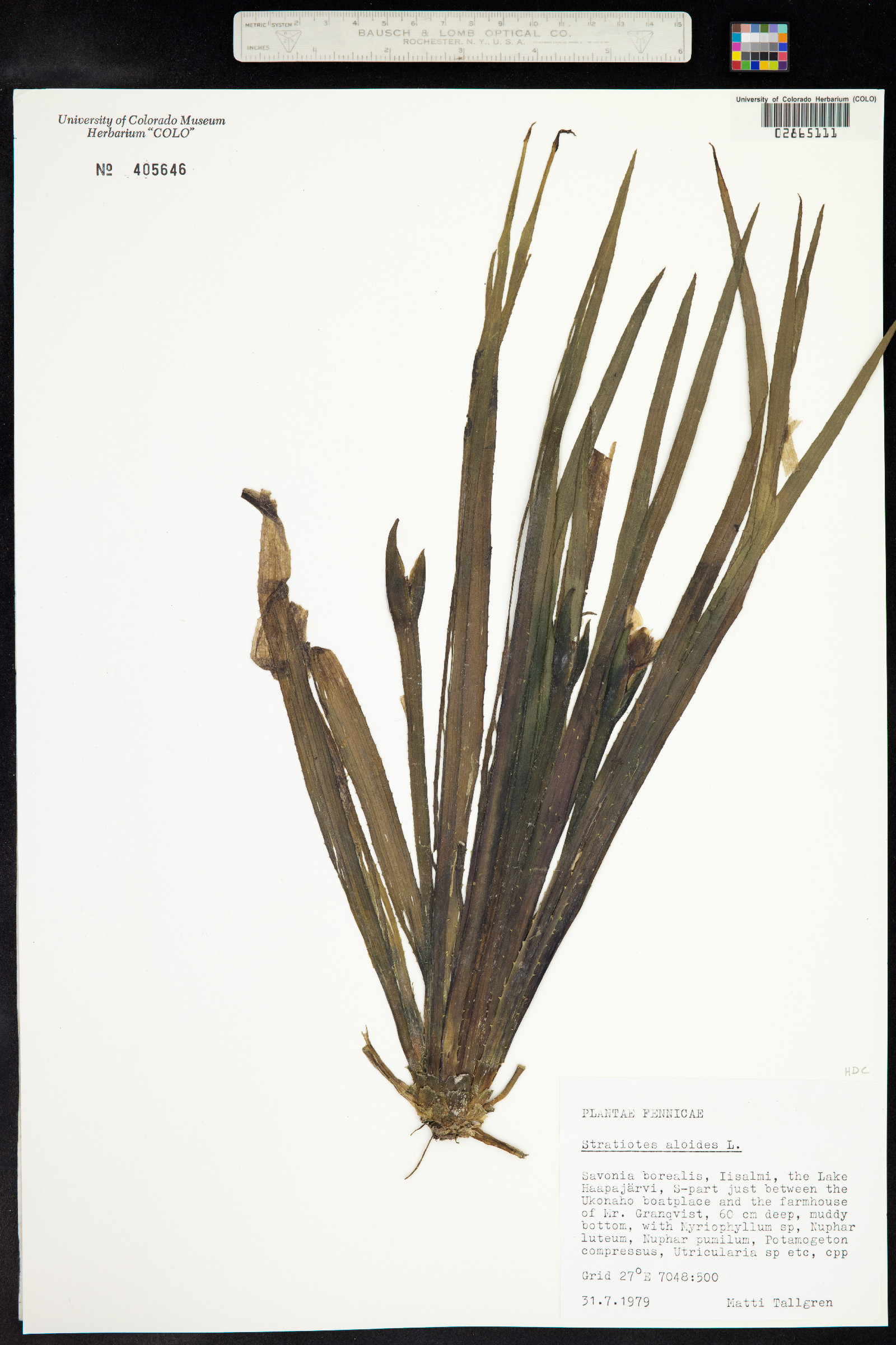 Stratiotes aloides image