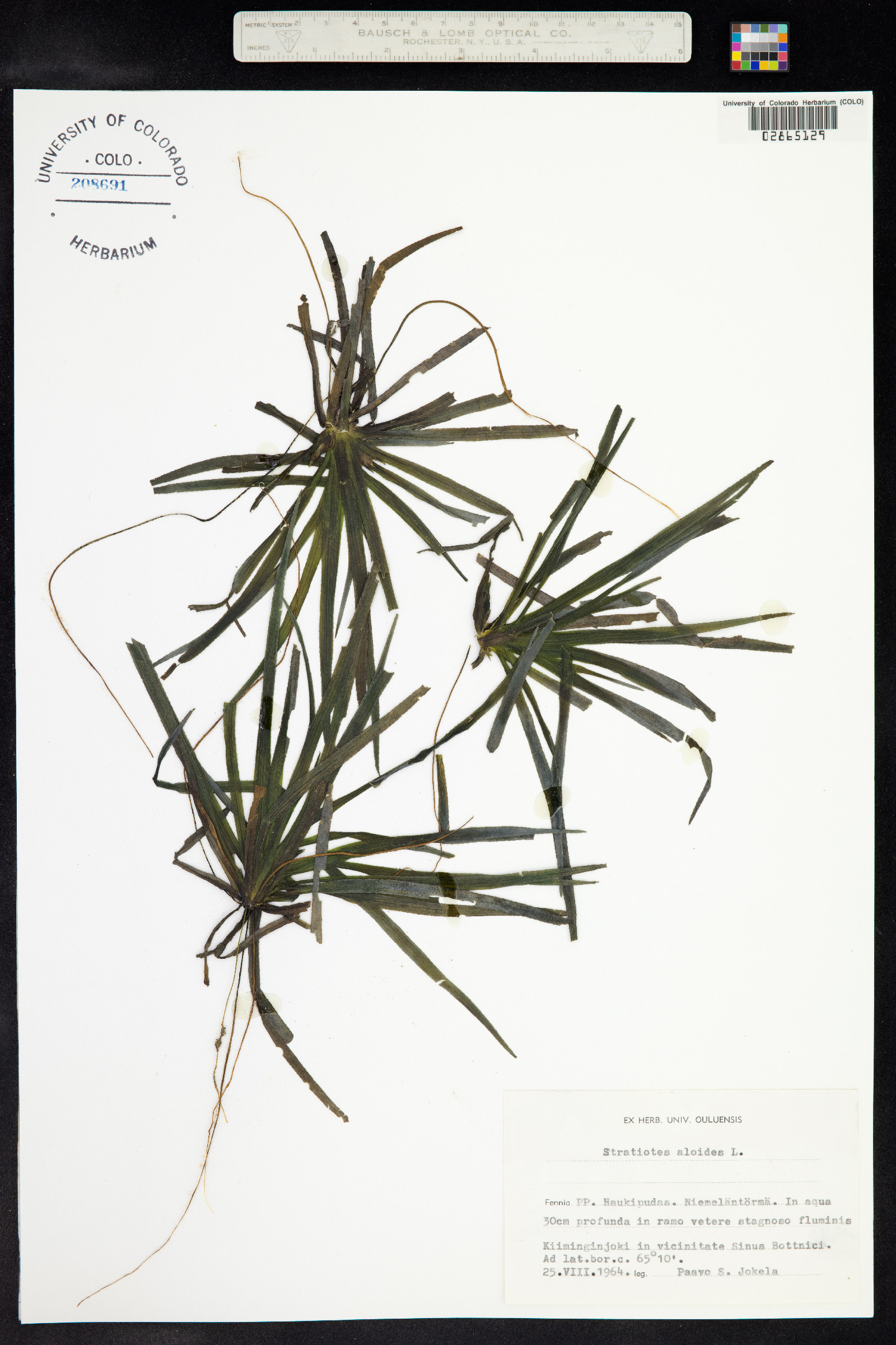 Hydrocharitaceae image