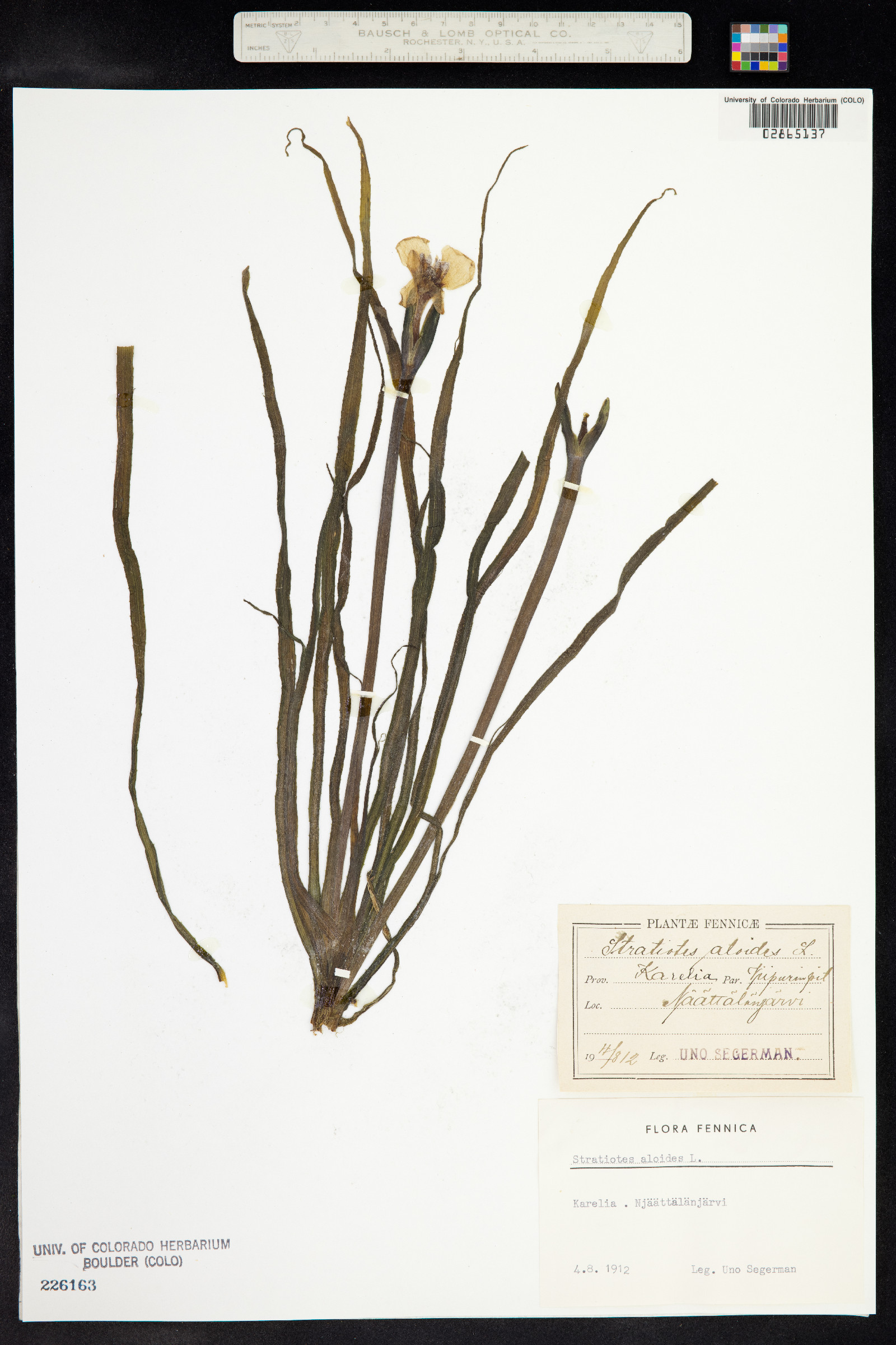 Stratiotes aloides image