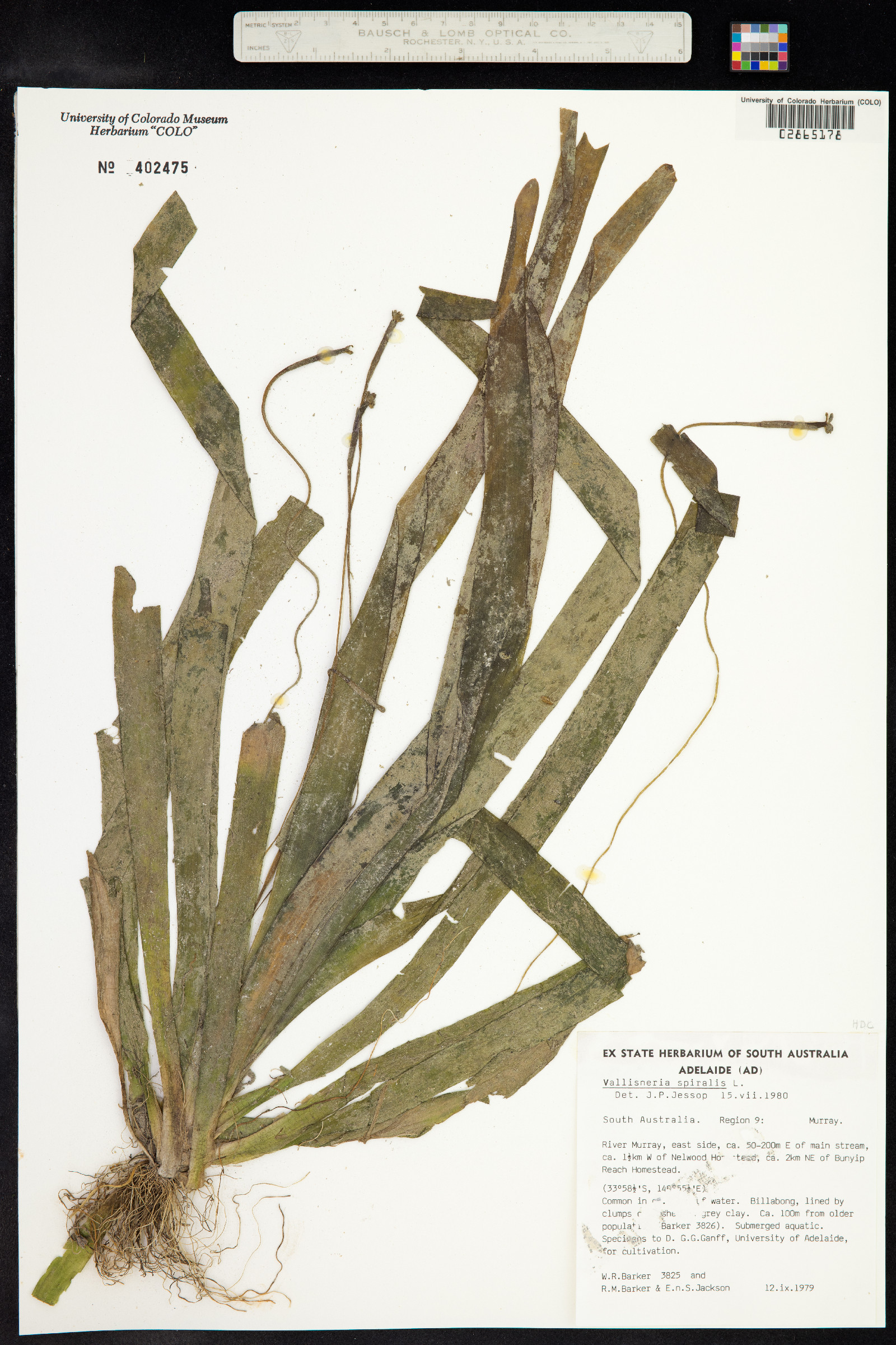 Vallisneria spiralis image