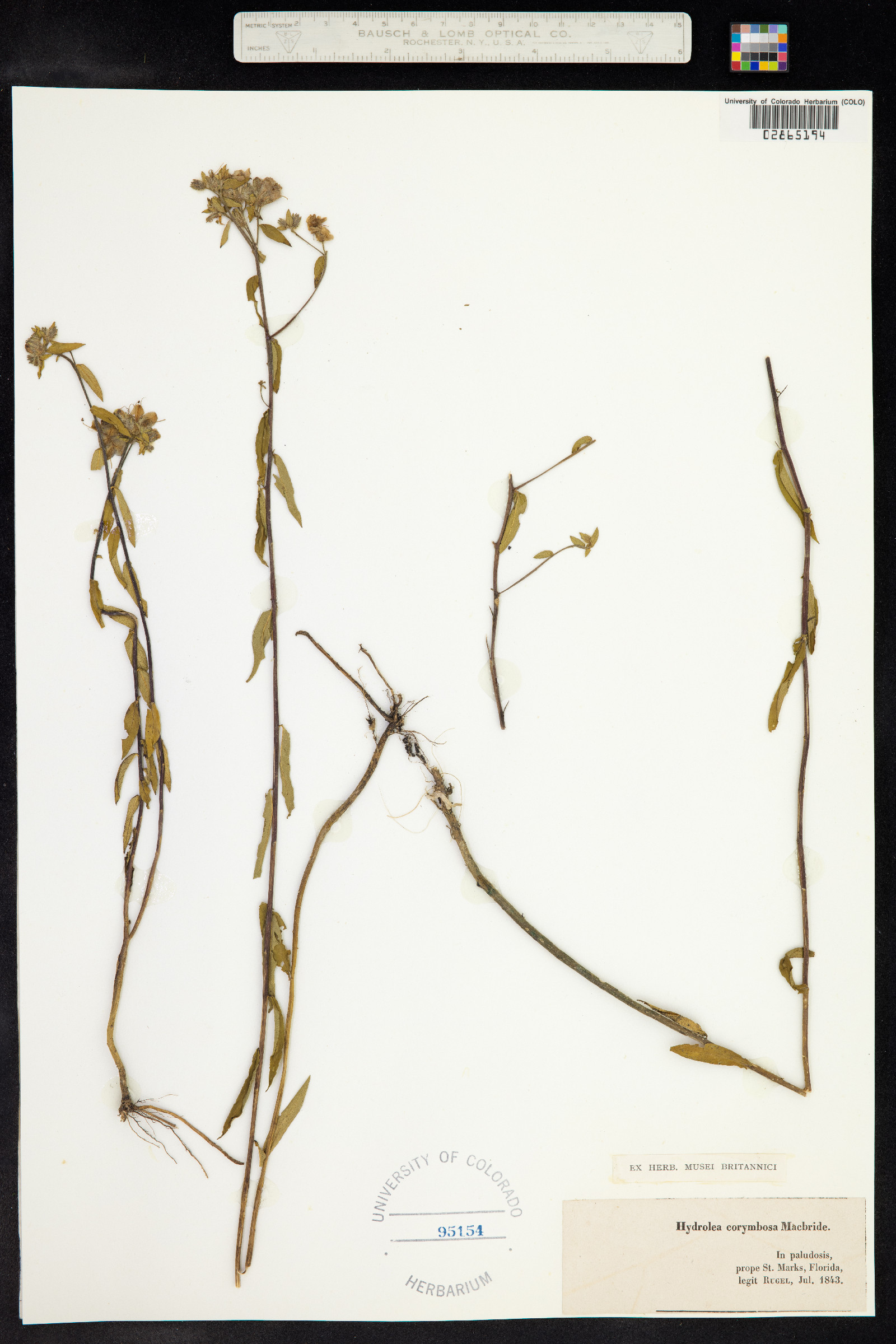 Hydrolea corymbosa image