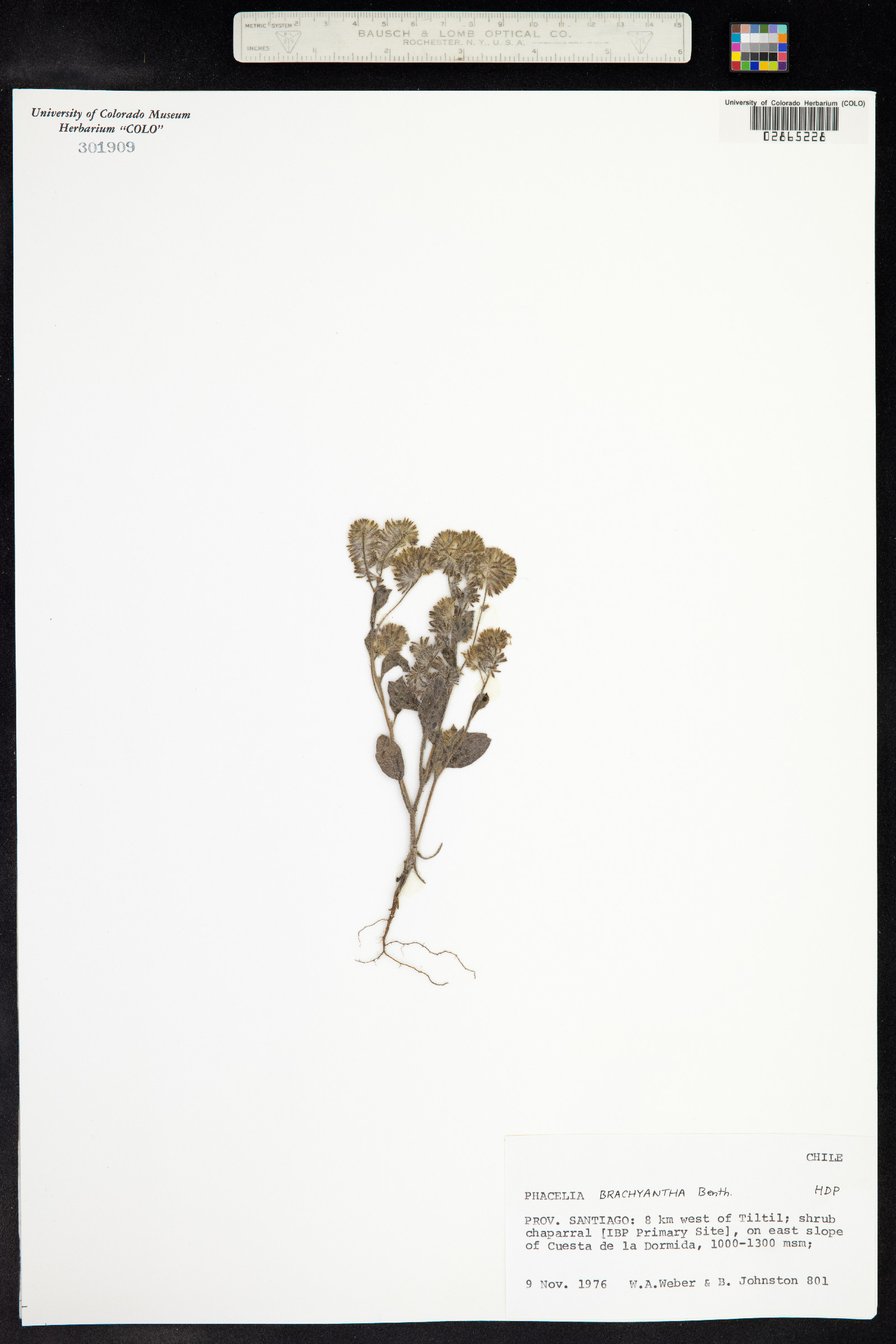 Phacelia brachyantha image