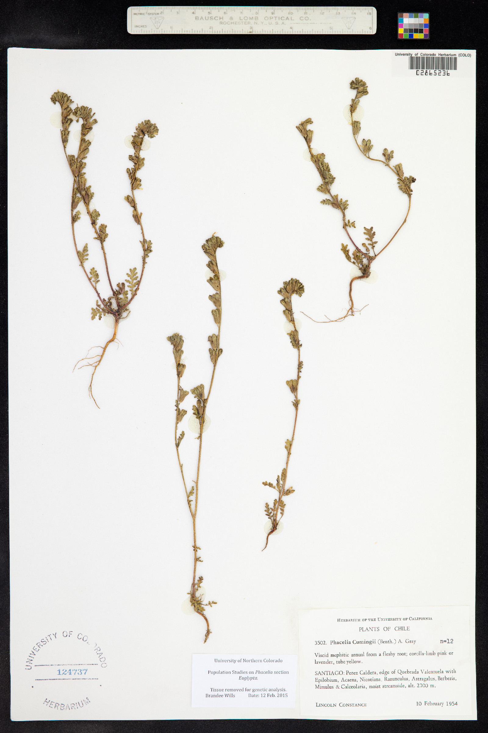 Phacelia cumingii image