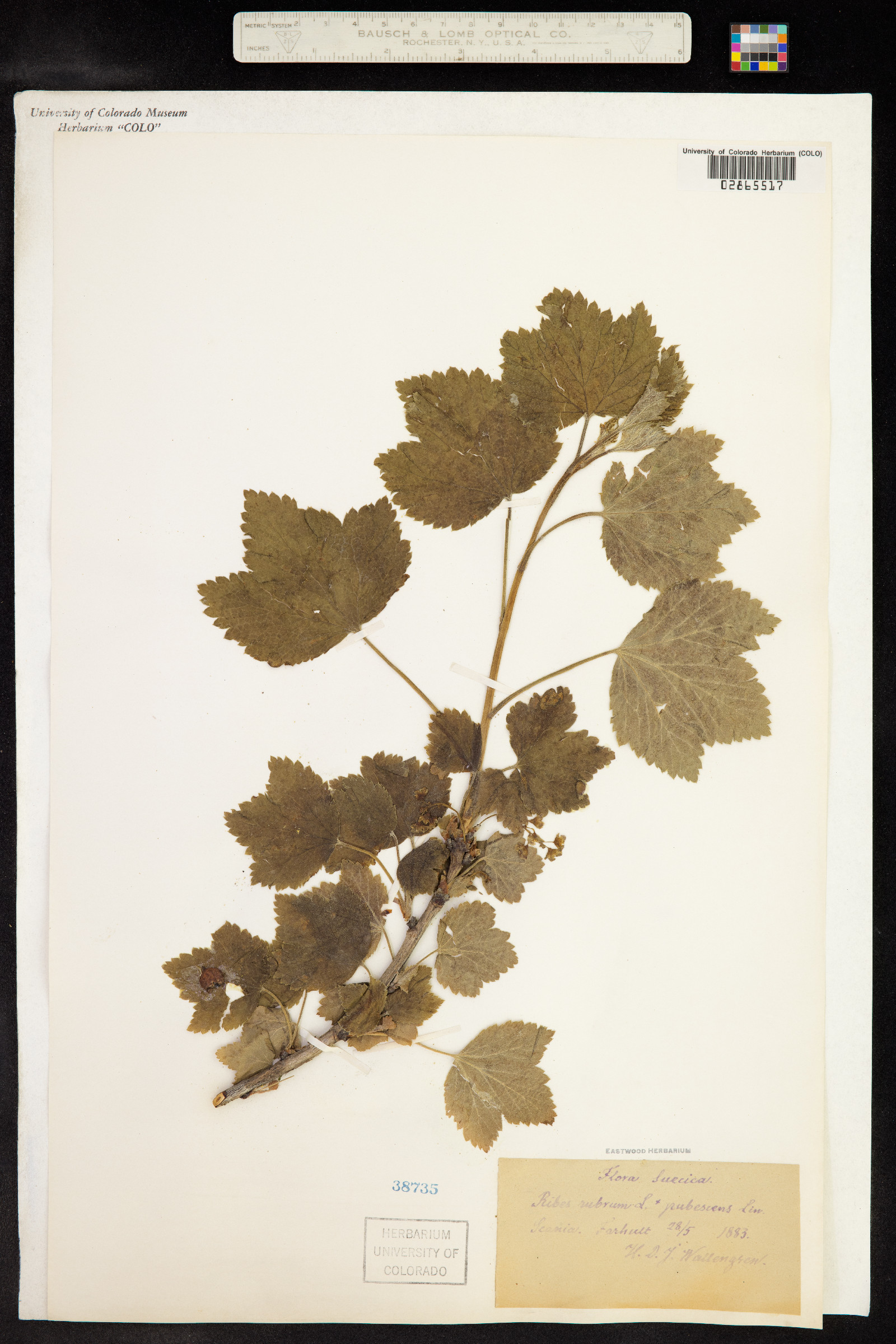 Ribes rubrum image