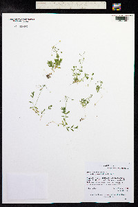 Image of Stellaria umbellata