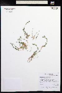 Moehringia macrophylla image