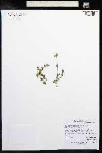 Cerastium beeringianum image