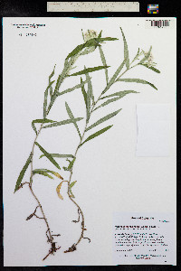 Anaphalis margaritacea image