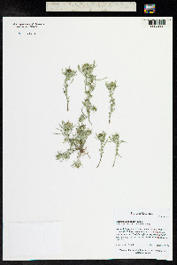 Gnaphalium uliginosum image