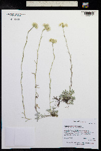 Antennaria microphylla image