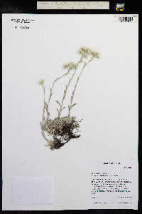 Antennaria rosea image