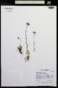Erigeron grandiflorus image