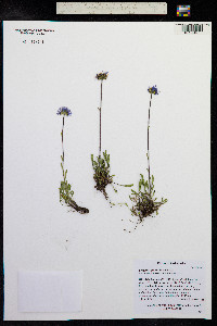 Erigeron grandiflorus image