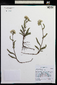 Achillea millefolium image