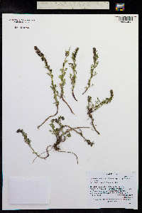 Artemisia laciniata image