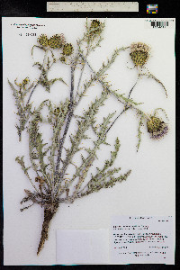 Cirsium undulatum image