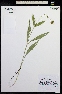 Arnica parryi image