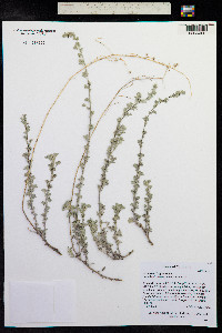 Artemisia frigida image
