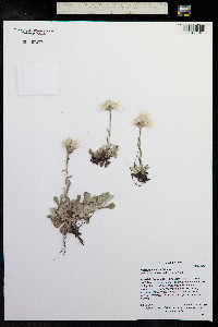 Antennaria parvifolia image