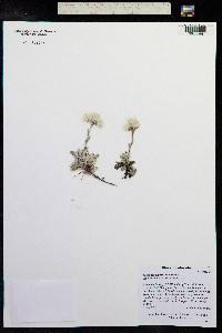 Antennaria parvifolia image