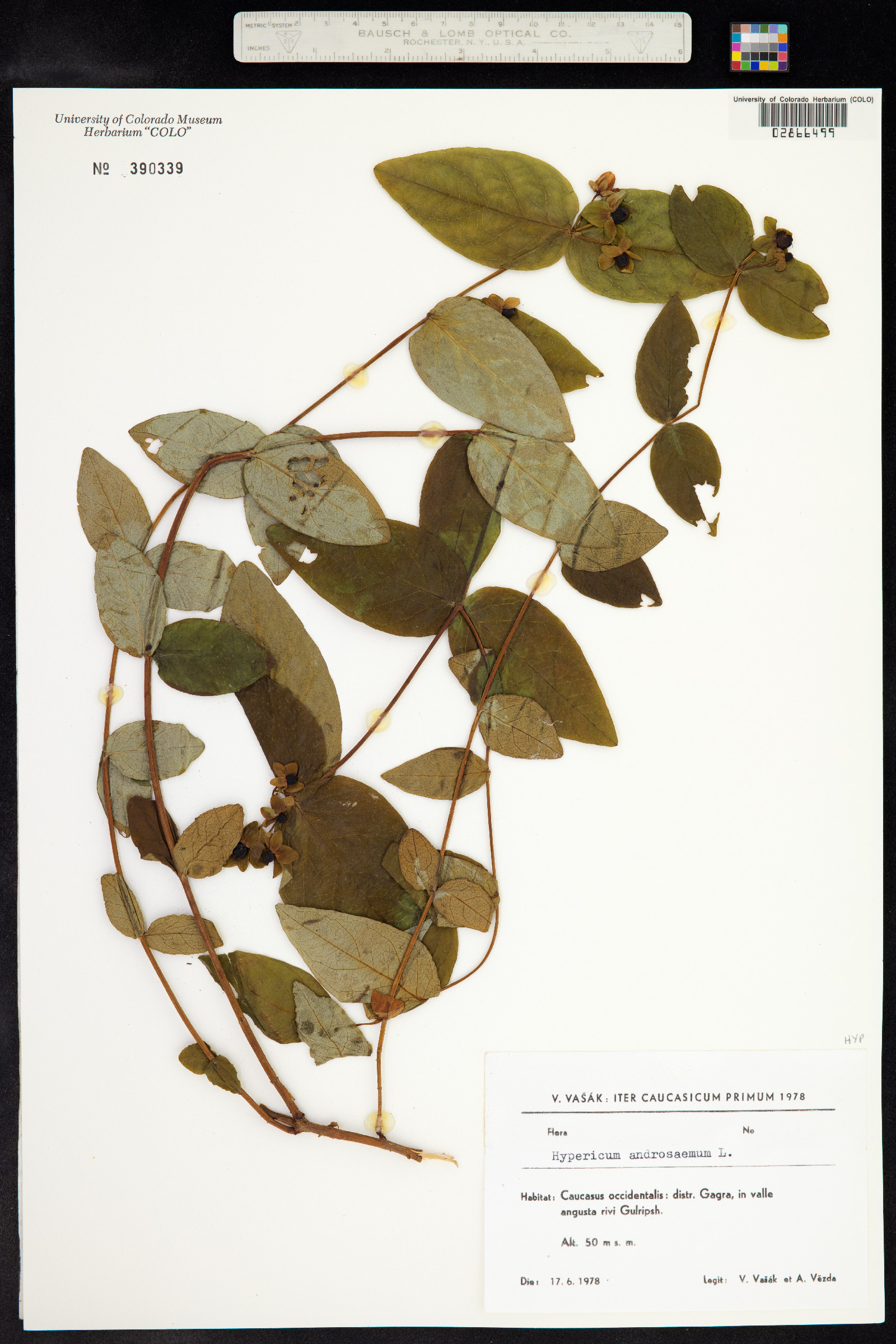 Hypericum androsaemum image
