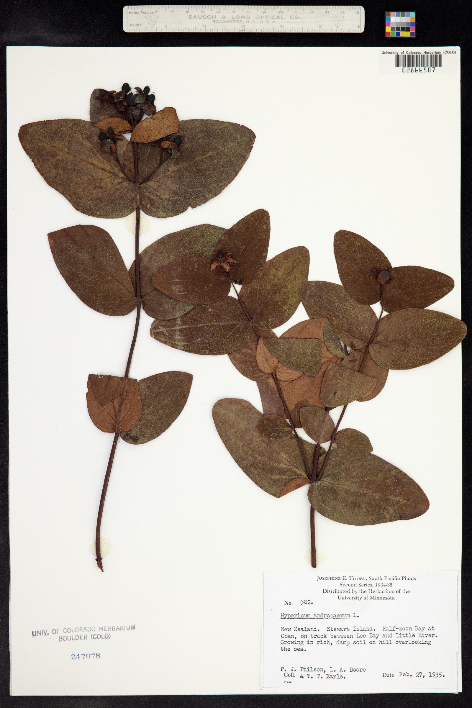 Hypericum androsaemum image