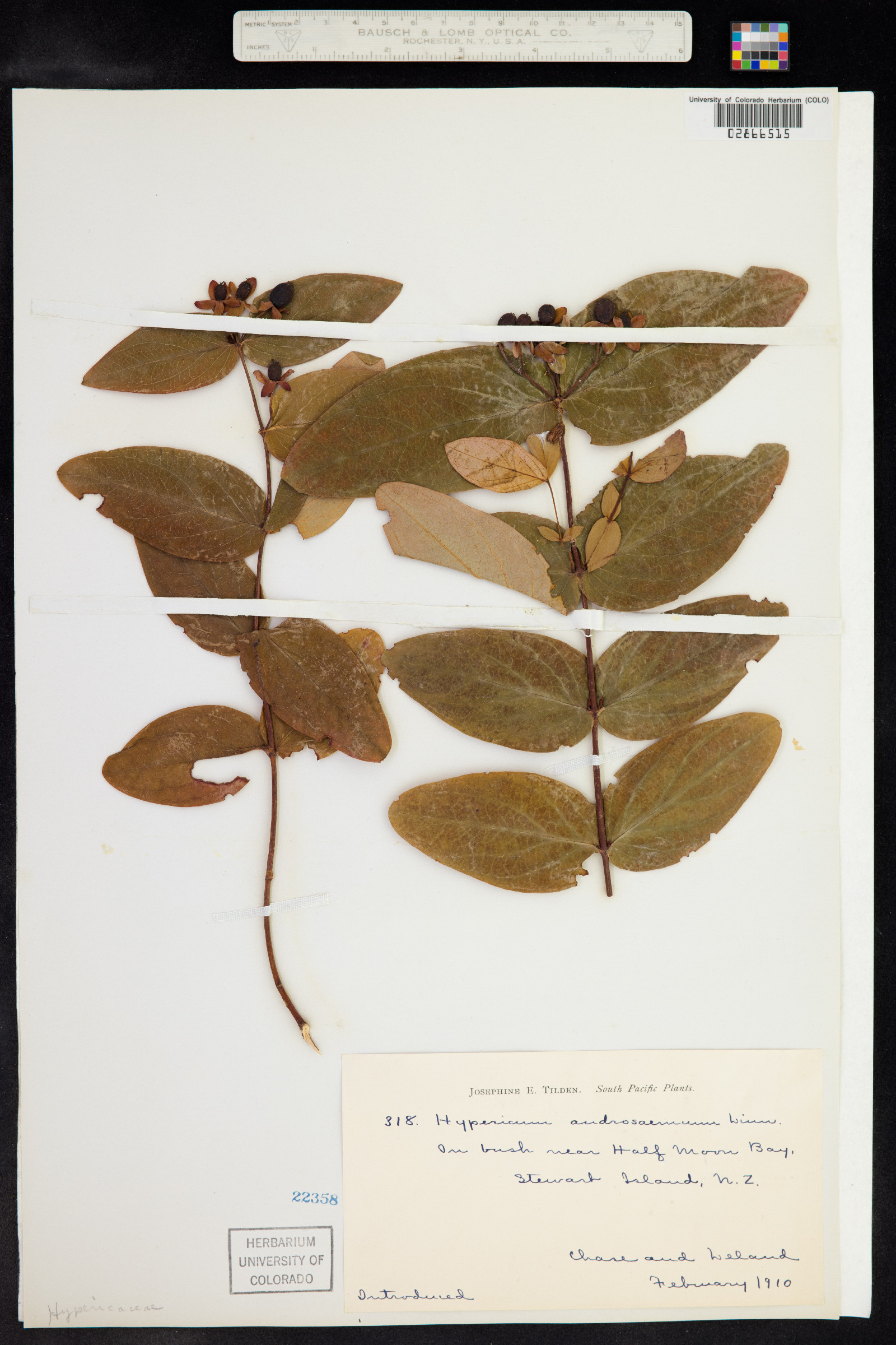 Hypericum androsaemum image