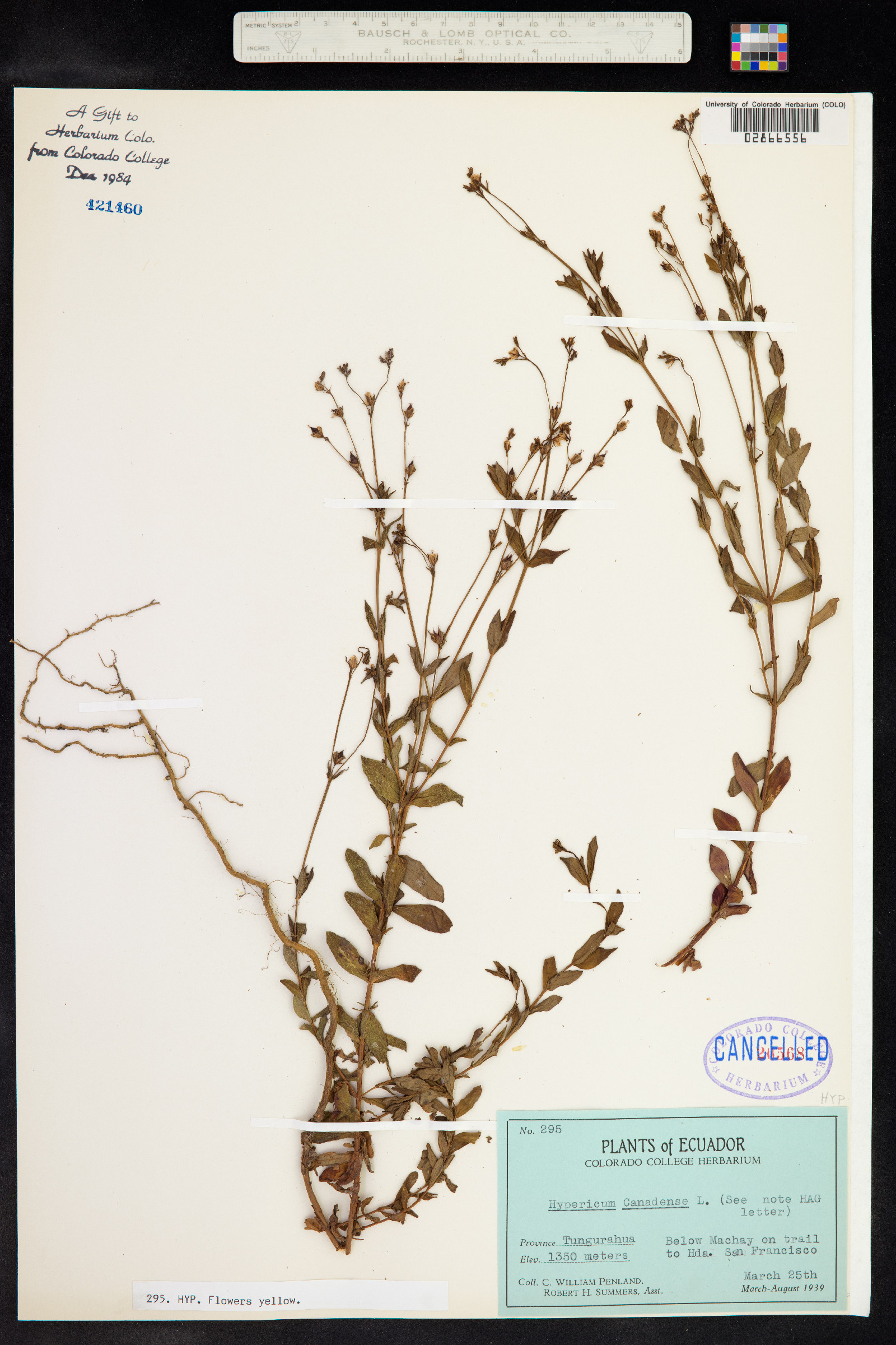 Hypericum canadense image