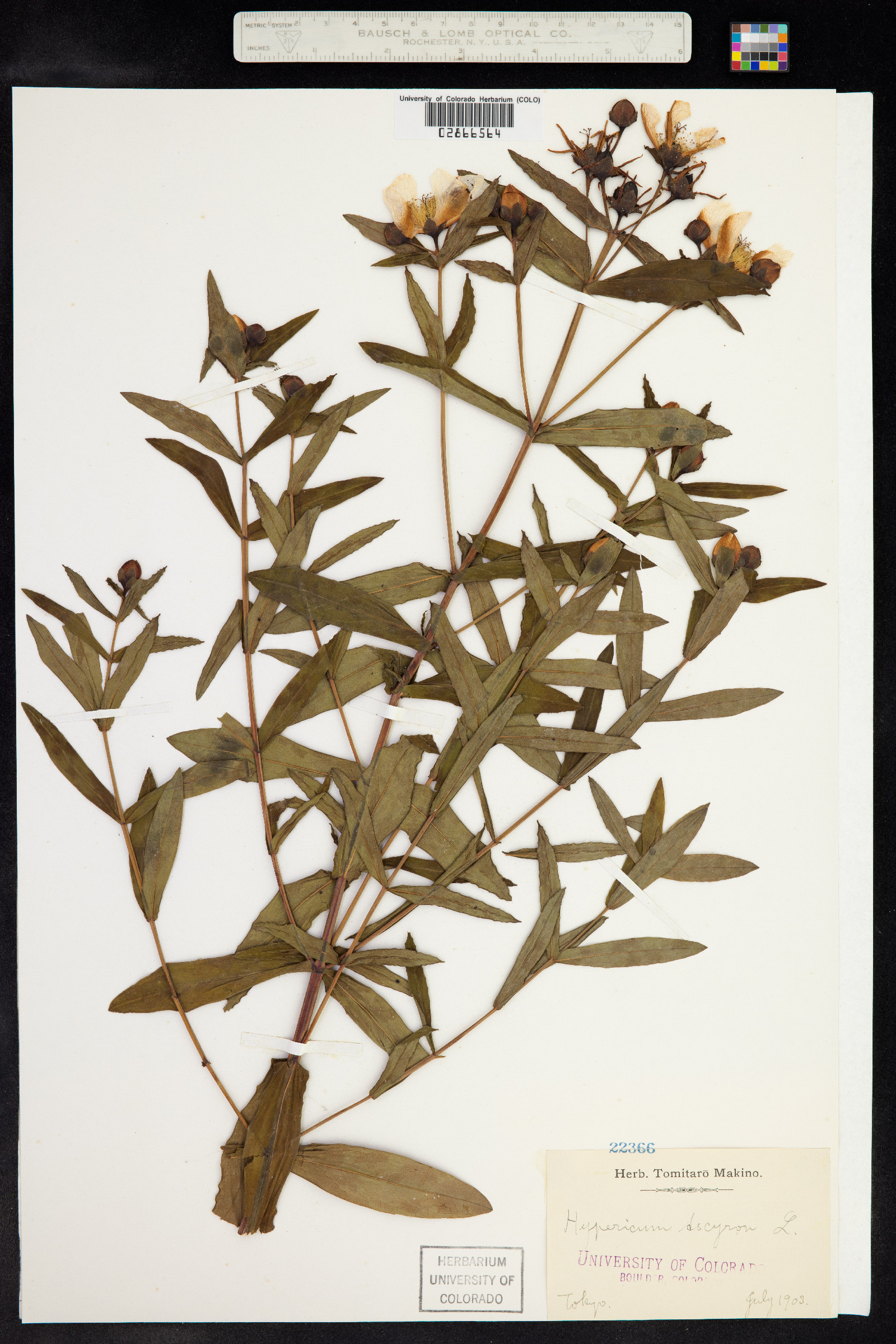 Hypericum ascyron image