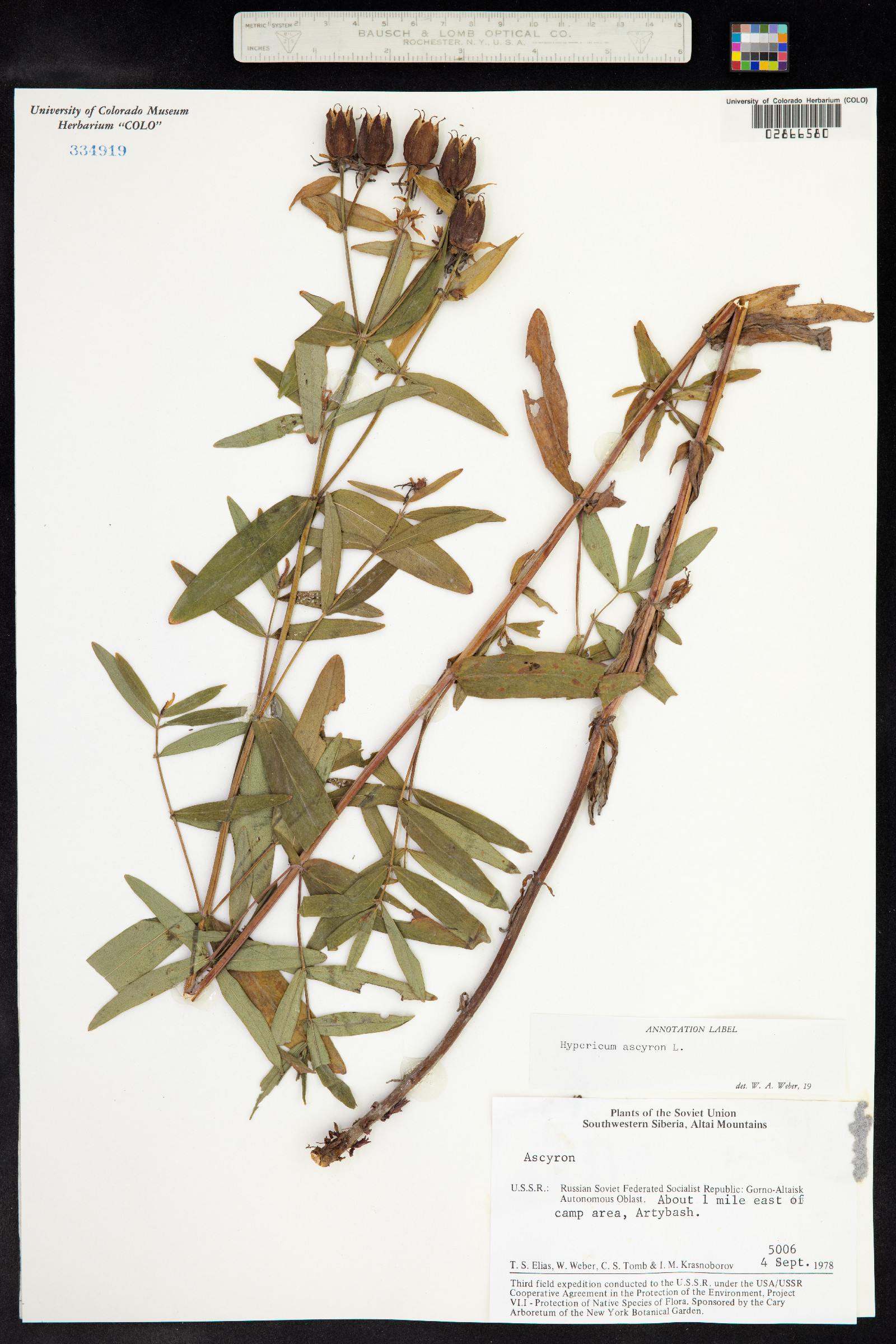 Hypericum ascyron image