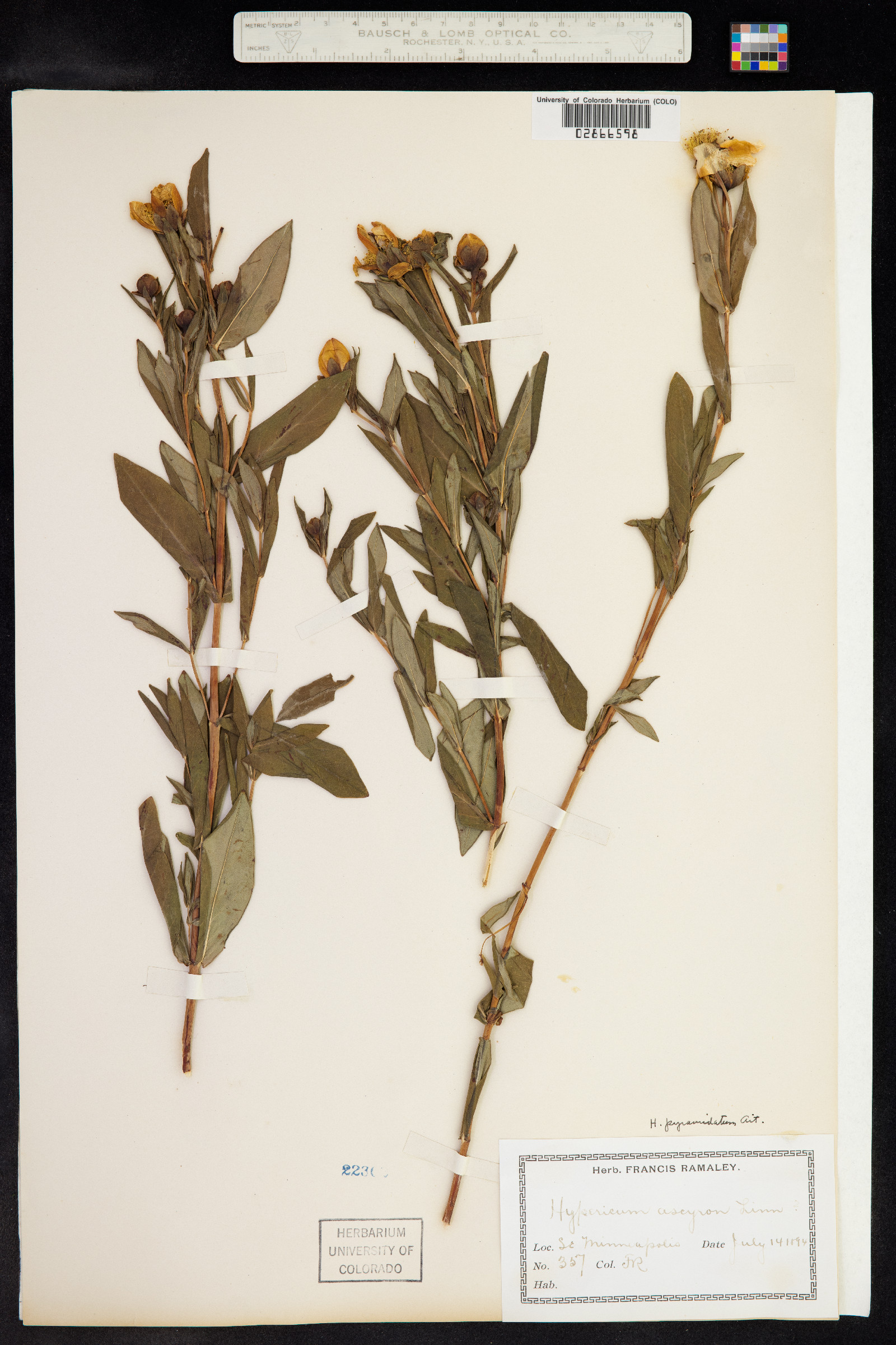 Hypericum ascyron image