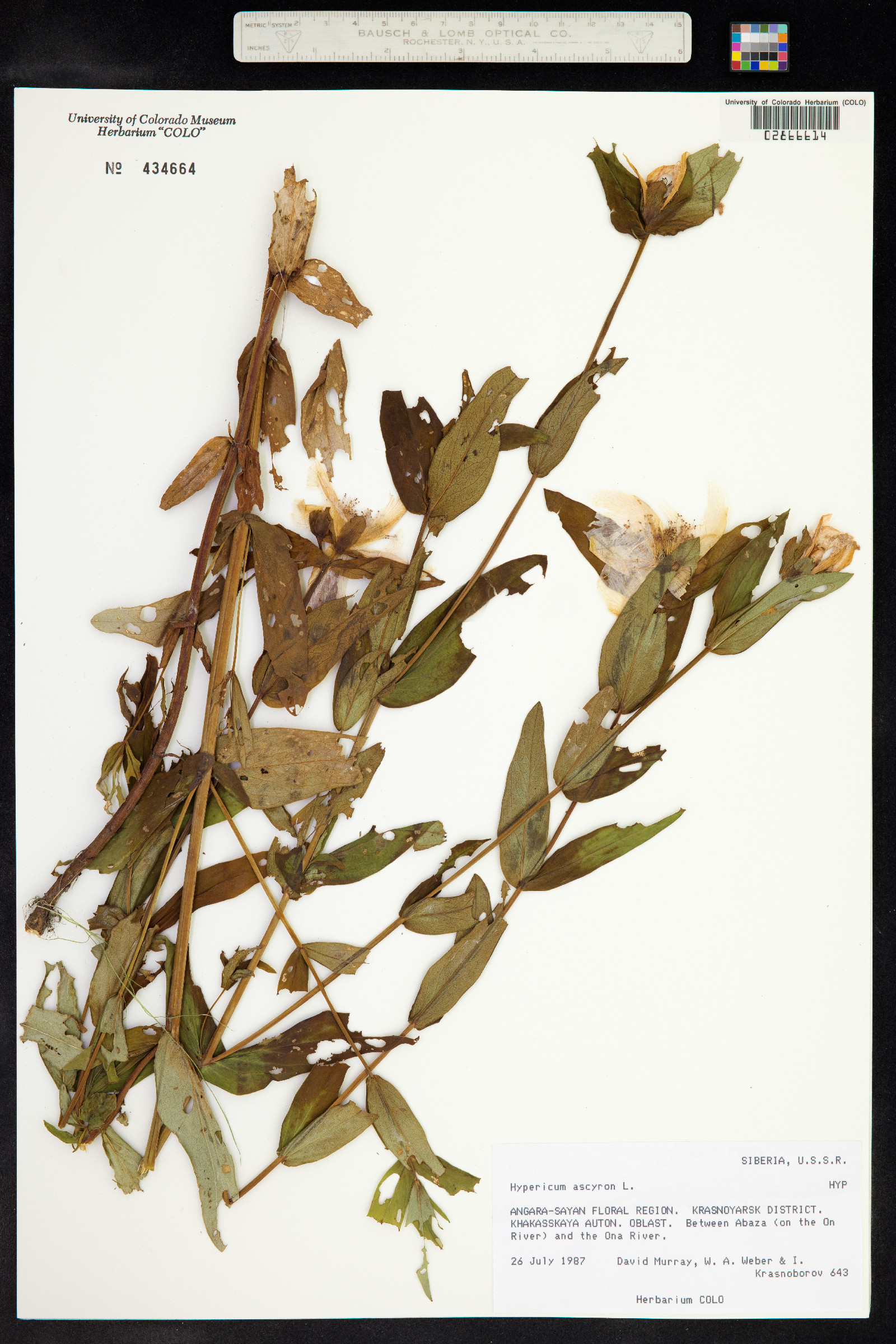 Hypericum ascyron image