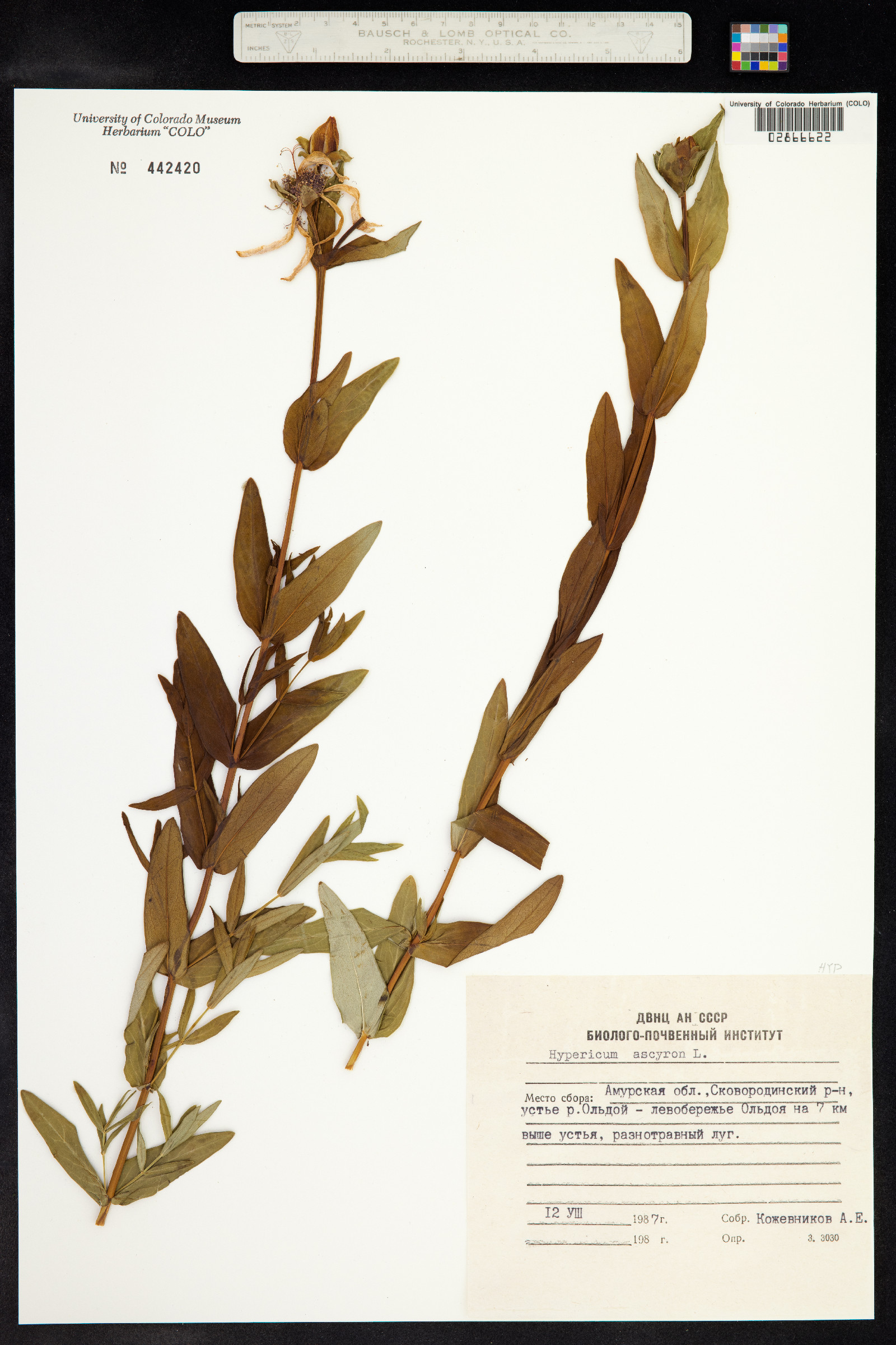 Hypericum ascyron image